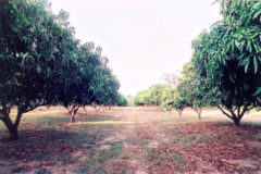 Smak plantation in Weheragama, natural fruits for Smak products